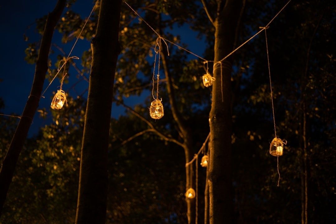 Lampes décoratives suspendues entre les arbres dans une forêt nocturne